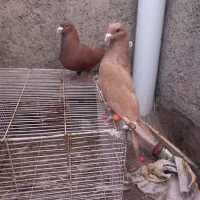 کبوترزردسرخ کرمانی درچناران