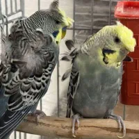 معاوضه.مرغ عشق پروانه ای جفت رنگ خاص.