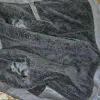 کت چرم|لباس|تهران, شهرآرا|دیوار