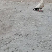 کفتر