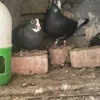 نرماده سیاه پلنگ|پرنده|کرمان, |دیوار