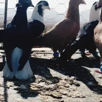 کفتر|پرنده|زاوه, |دیوار