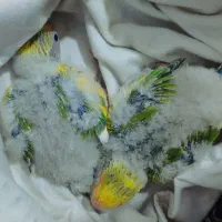 طوطی برزیلی سرلاکی
