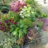 گل قیمت مناسب