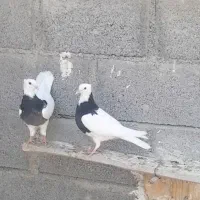 کفتر طووقی|پرنده|لامرد, |دیوار