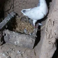 تعدادی کبوتر خوب خوشگل به فروش میرسد|پرنده|صومعهسرا, |دیوار