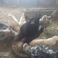 مرغ مولد و دستگاه جوجه کشی