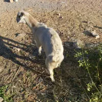 گوسفند|حیوانات مزرعه|ماهان, |دیوار