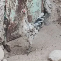 فروش خروس محلی اصل|حیوانات مزرعه|خورموج, |دیوار