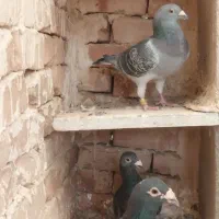 کبوتر پلاکی مسافتی|پرنده|بردسکن, |دیوار