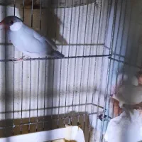 فنچ نرگسی مولد|پرنده|تهران, نگین غرب|دیوار