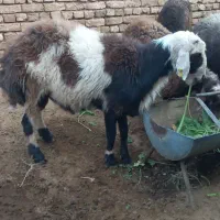 قوچ شیشک