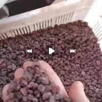 با سلام کشمش درجه یک  شیره وابگوره