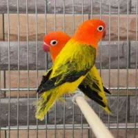 سالن پرورش عروس هلندی و کوتوله