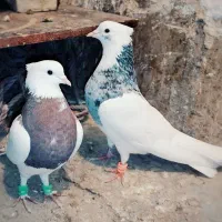 کبوتر طوقی جفت