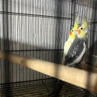 طوطی عروس|پرنده|ساری, |دیوار