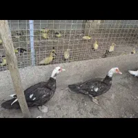 اردک اسرائیلی ماده اصیل یک ساله
