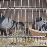 کفتر دهن جور