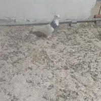 پرنده|پرنده|رضویه, |دیوار