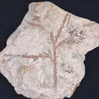 فسیل گیاهی|کلکسیون و سرگرمی|دماوند, دماوند|دیوار