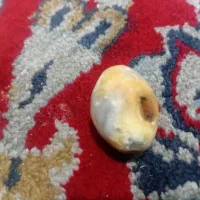 مهره سلیمانی