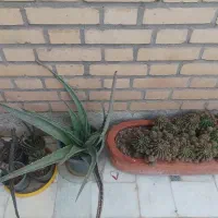 گلدان‌ها از ۲۵ است