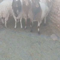 بره نر|حیوانات مزرعه|سده (خراسان جنوبی), |دیوار
