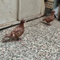 میلیمنز