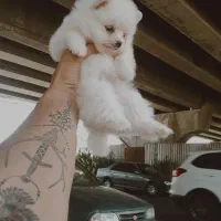 پامرانین عروسکی|سگ|تبریز, |دیوار