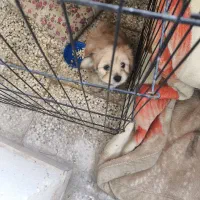 سگ شیتزو تریر سه ماهه