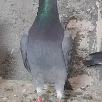 اوقون‌و ابلق پرشی|پرنده|تربت جام, میان جام|دیوار