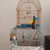 عروس هلندی.وطوطی برزیلی|پرنده|محمدیه-قزوین, |دیوار