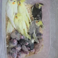 جوجه عروس هلندی سرلاکی نژاد سخنگو