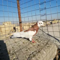 طوقی سرخ نر پرشی