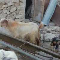 فروش کهره نر برای قصابی