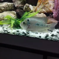 ماهی فلاور گوشتخوار