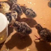 جوجه بوقلمو|حیوانات مزرعه|یزد, |دیوار