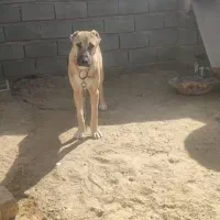 واگذاری توله