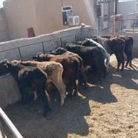 گوساله محلی برای پروار درجه یک|حیوانات مزرعه|کوهدشت, |دیوار