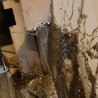 شرکت سمپاشی موریانه مجوزدار سم پاشی ضمانت ۱۰ سال|خدمات نظافت|اصفهان, شاهزاده ابراهیم|دیوار