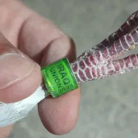 کبوتر عراق|پرنده|باوی, |دیوار