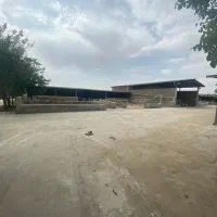 گاوداری و دامداری صنعتی