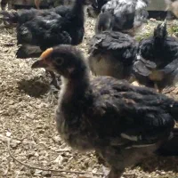 فروش جوجه محلی ۵۵ - ۴۵ - ۳۵ روزه