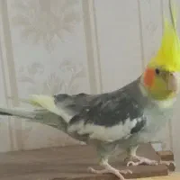 عروس هلندی نر سالم و سرحال سوت میزنه