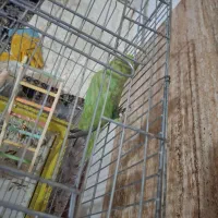 طوطی ملنگو|پرنده|چابهار, |دیوار