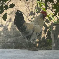 خروس جوان سالم و پُر توان