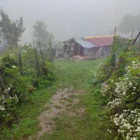 هرس گل و درخت