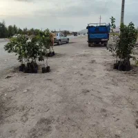 انواع نهال|خدمات باغبانی و درختکاری|سرپل ذهاب, |دیوار