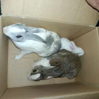 خرگوش بالغ نر و ماده و یک عدد بچه
