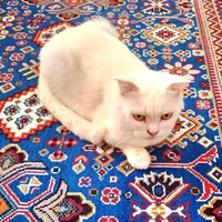 گربه اسکاتیش فولد|گربه|شیراز, آبیاری|دیوار